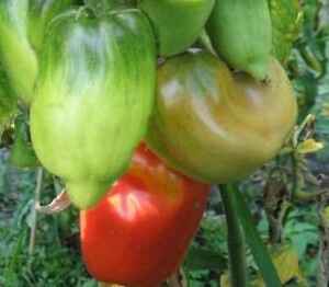 paprika tomate