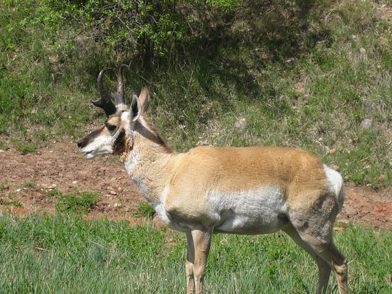 Antilope Custer State Park