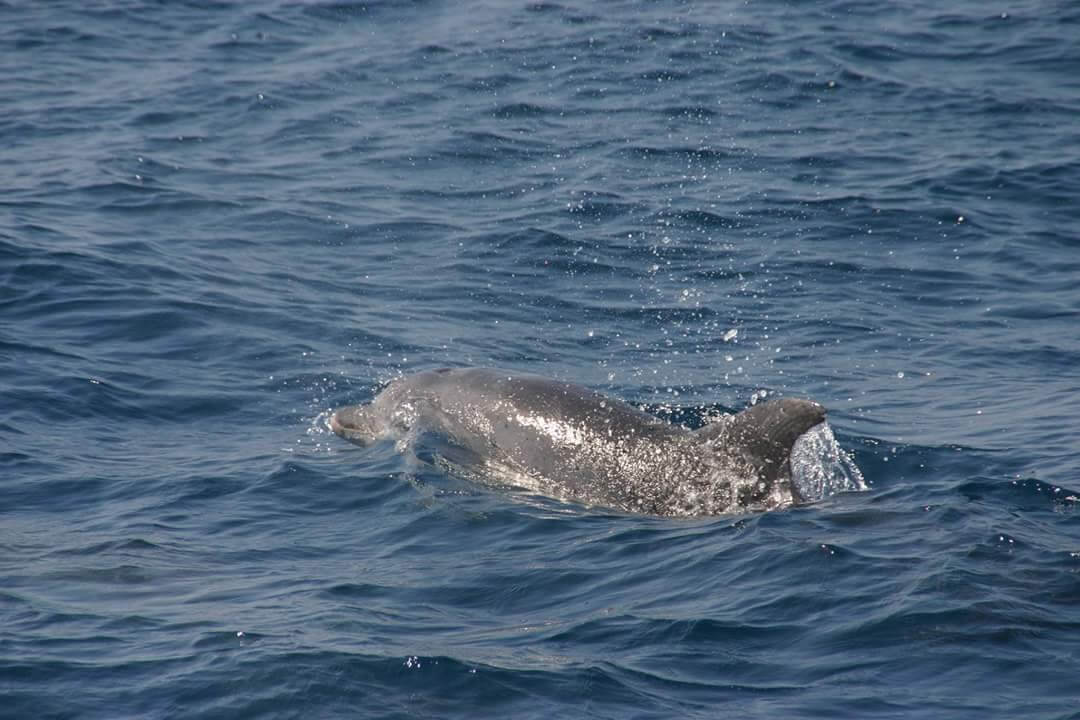 Balade avec les dauphins de l'Adriatique