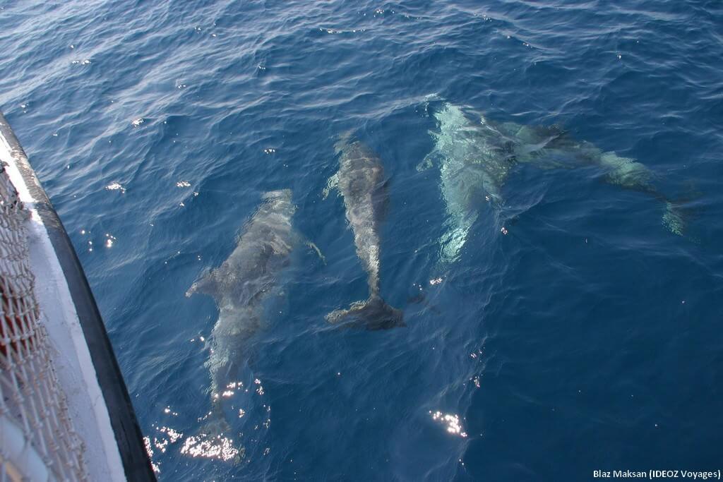 Balade avec les dauphins en Croatie près de Pakostane