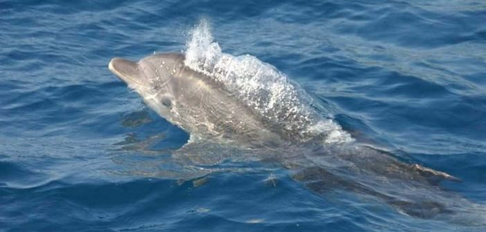 Rencontrez les dauphins en Croatie dans la région de Zadar, les îles Kornati et à Losinj Découvrir les dauphins entre Pakostane et l'île de Vrgada