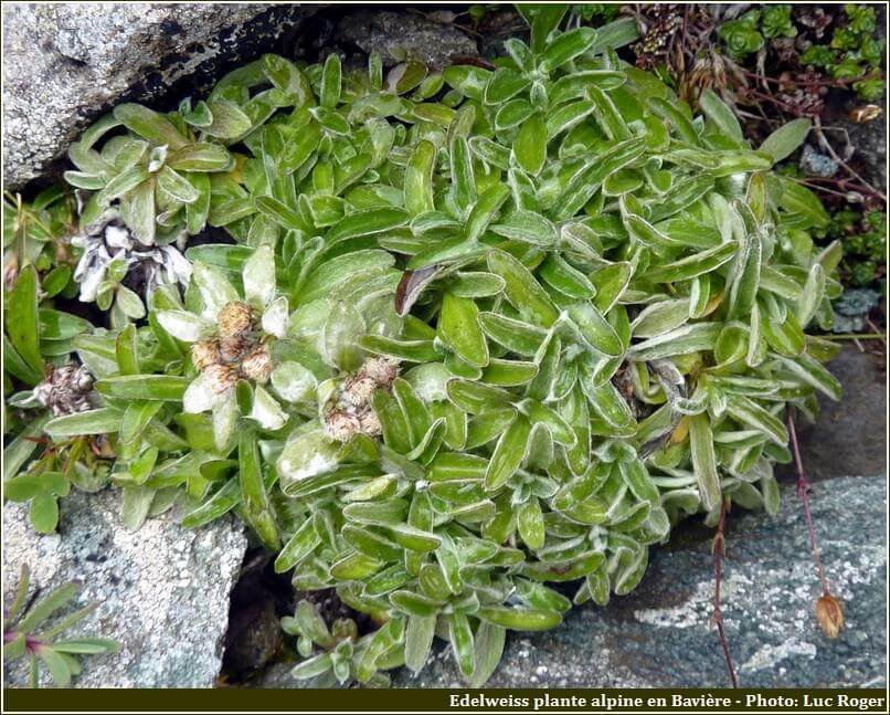 Edelweiss plante alpine