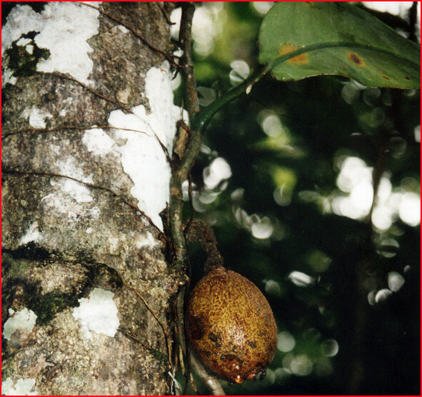 equateur jungle liane pour curare (1)