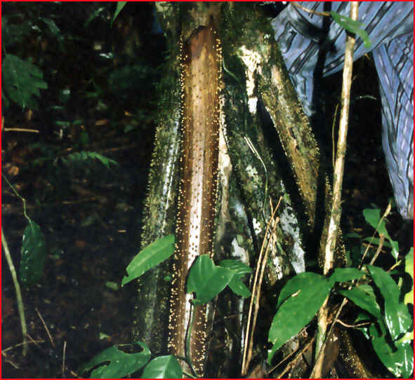equateur jungle racines exterieures servant de rape (1)