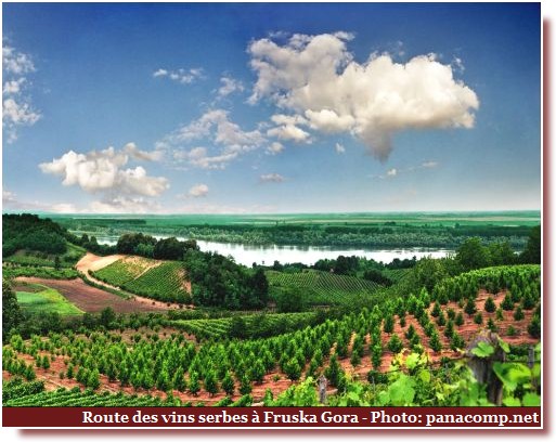 Fruska Gora route des vins serbes