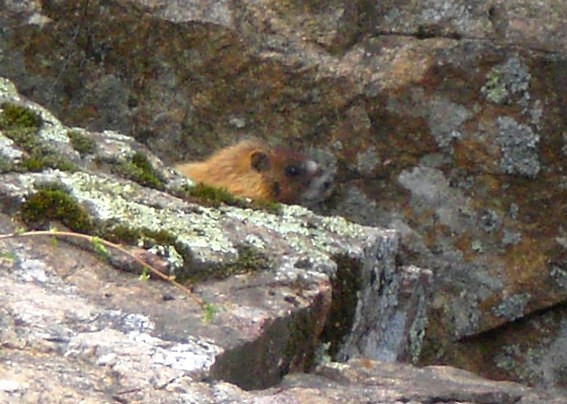 Marmotte Custer State Park