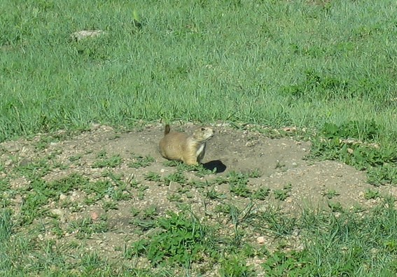 Marmotte au Custer State Park
