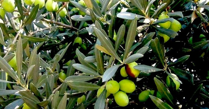 olives en croatie