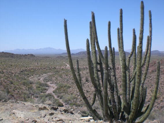 Organ Pipe Cactus NM cactus