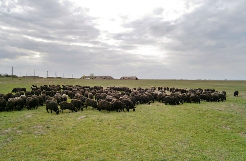 Pustza en Hongrie Moutons raczka
