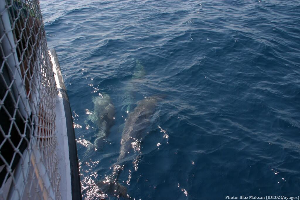 Rencontre avec les dauphins en Croatie près de Pakostane