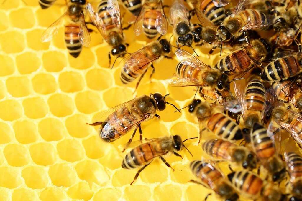 abeilles sur la cire dans la ruche