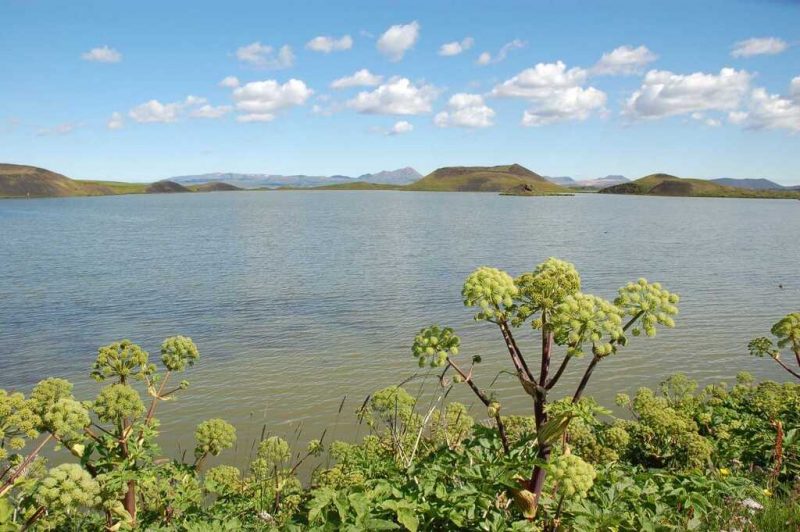 Vigur, l'île du Paradis : la faune et la flore islandaises 1 angelique au bord d'un lac sur l'ile vigur