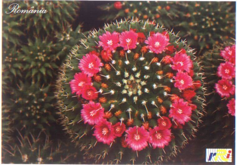 cactus mammillaria sp