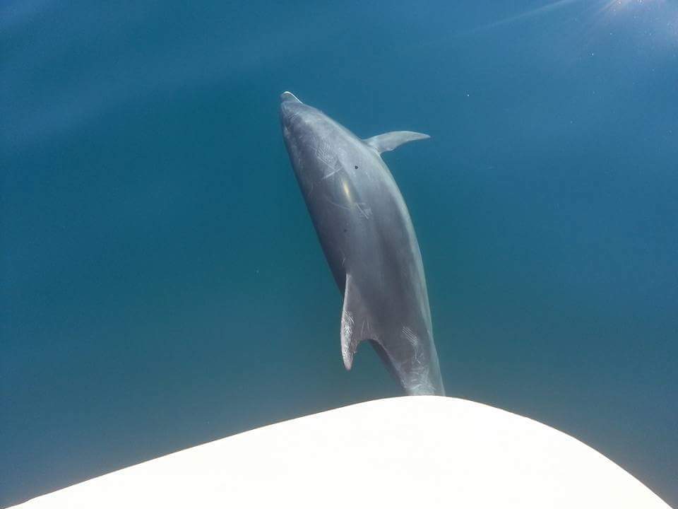 dauphins de l'Adriatique région de zadar