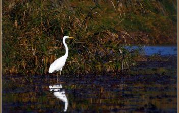 Le delta du Danube ; véritable paradis naturel des oiseaux et de la flore locale delta du danube oiseau