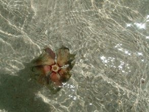 fleur exotique des iles lointaines
