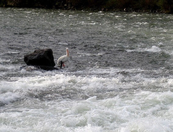pelican à la pêche