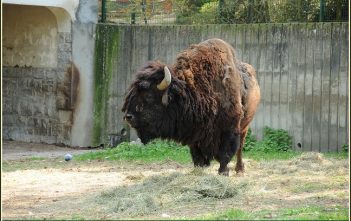 Réserve de bisons d’Europe en Lozère : visite insolite à Sainte Eulalie (Margeride) reserve bisons d'europe