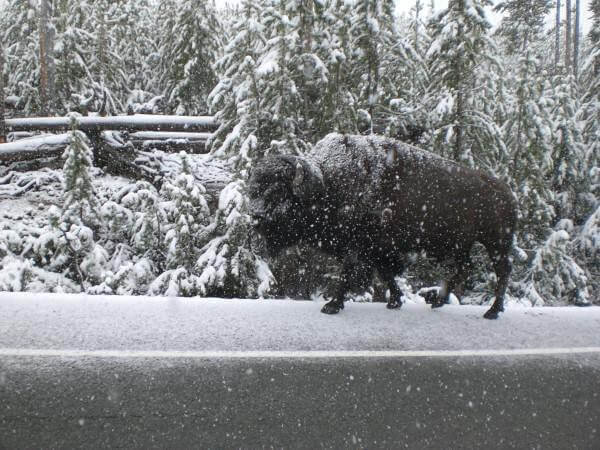 route de Madisson bison sous la neige