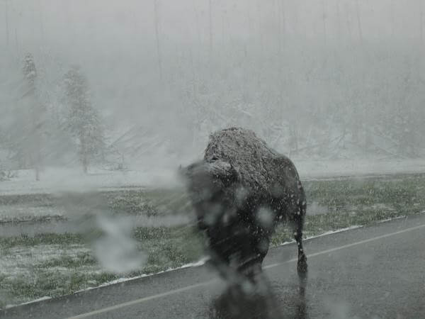 route de Madisson bison sur la route
