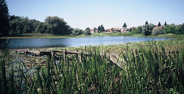 réserve ornithologique de la rivière sava à Lonjsko polje