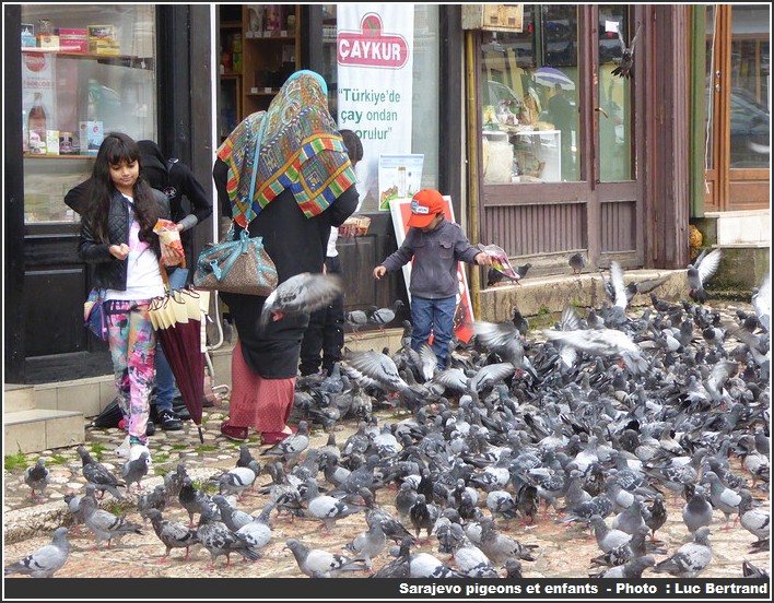 Sarajevo Pigeons