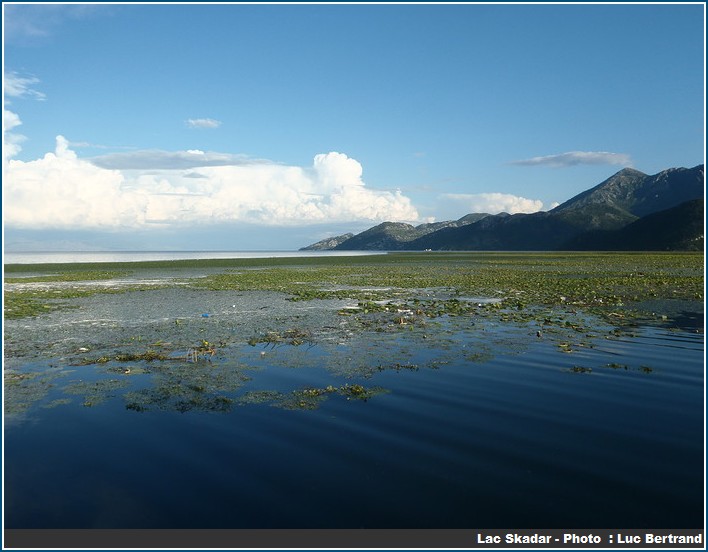 ecosysteme Lac Skadar au Montenegro