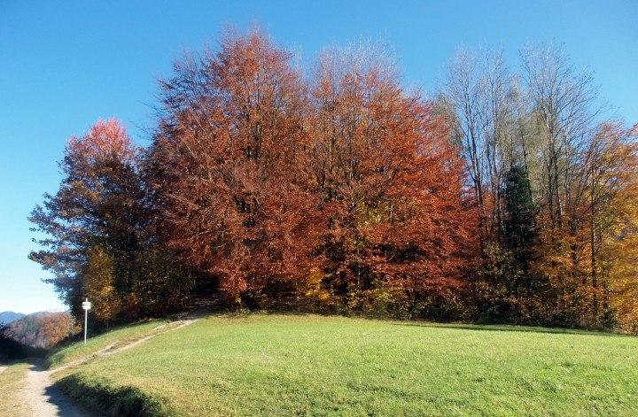 kochelsee lac kochel arbre en automne