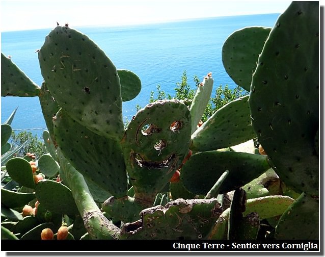 cinque terre sentier vers corniglia cactus sculpté