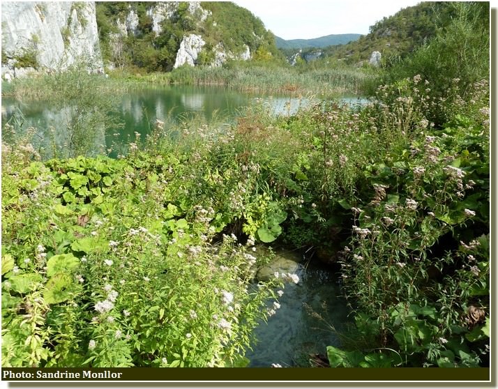 Parc de Plitvice Vegetations lacustres