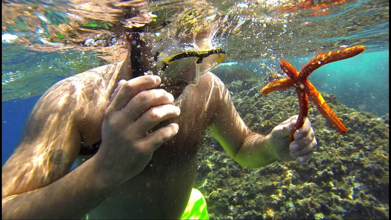 snorkeling dans les iles Kornati découverte des étoiles de mer