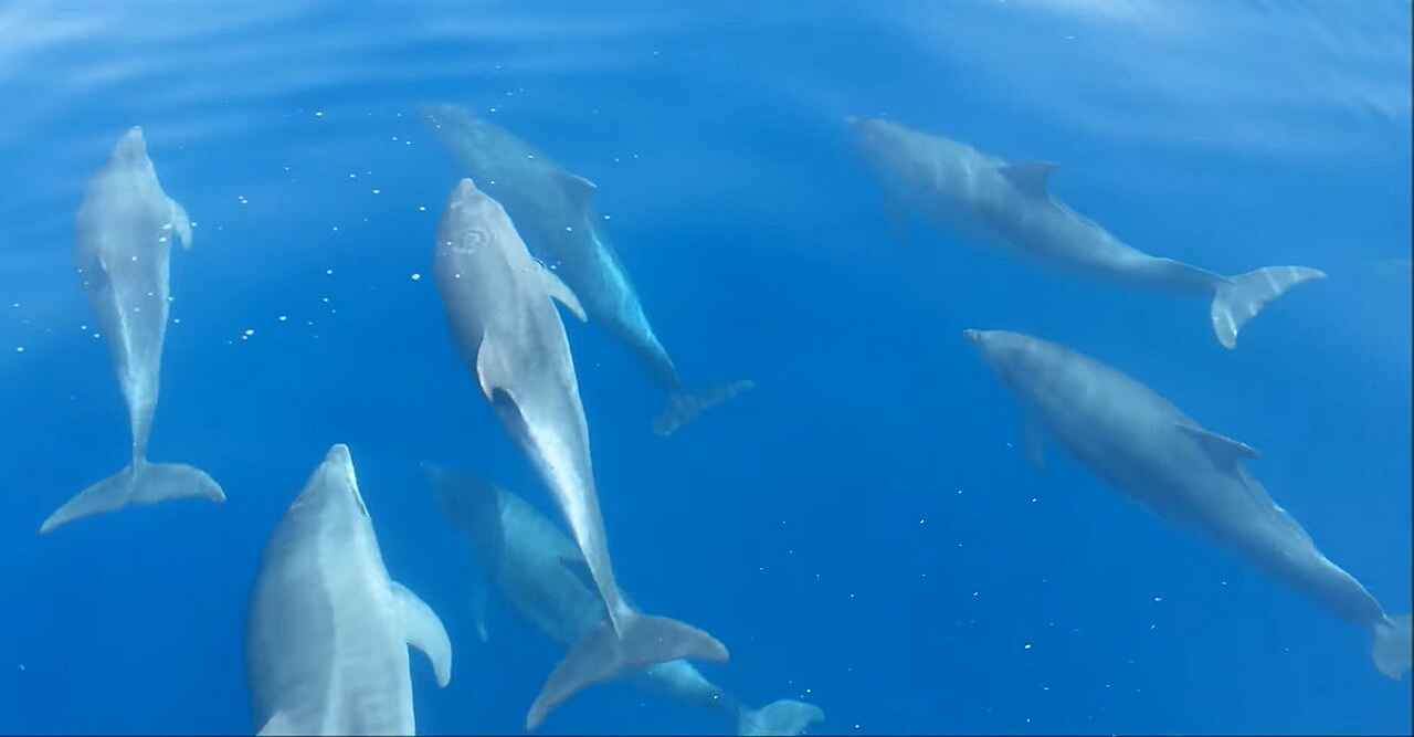 dauphins en dalmatie du nord