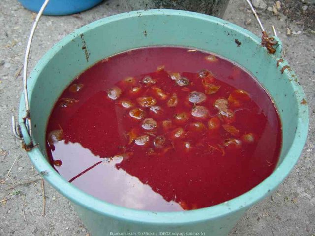 amura séparation de l'alcool processus de distillation du rakija dans les balkans