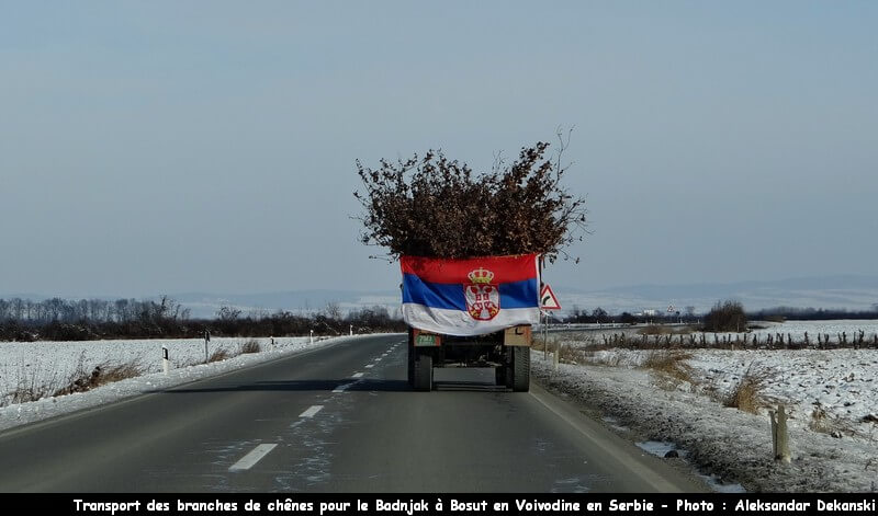Chênes pour le badjnak badnji dan en Serbie en voivodine à Bosut