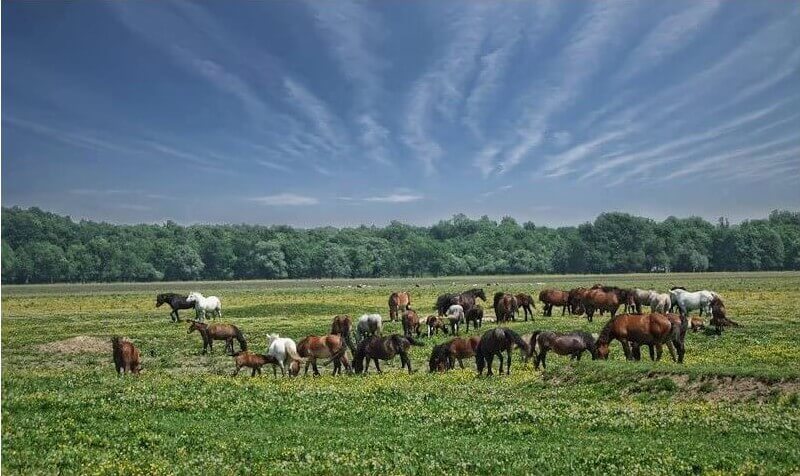 Lonjsko polje chevaux bozinova en liberté sur les bords de la sava