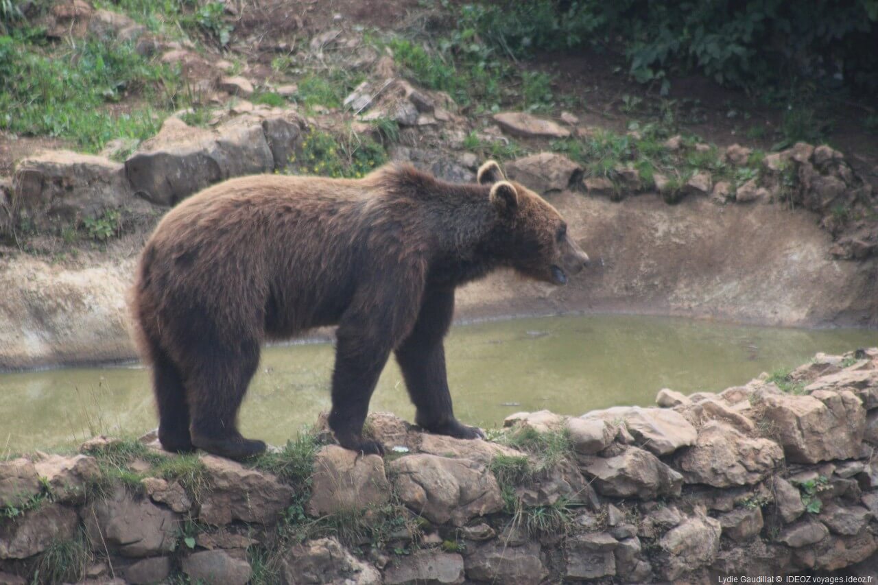 ours observé dans le refuge de Kuterevo en Lika Senj