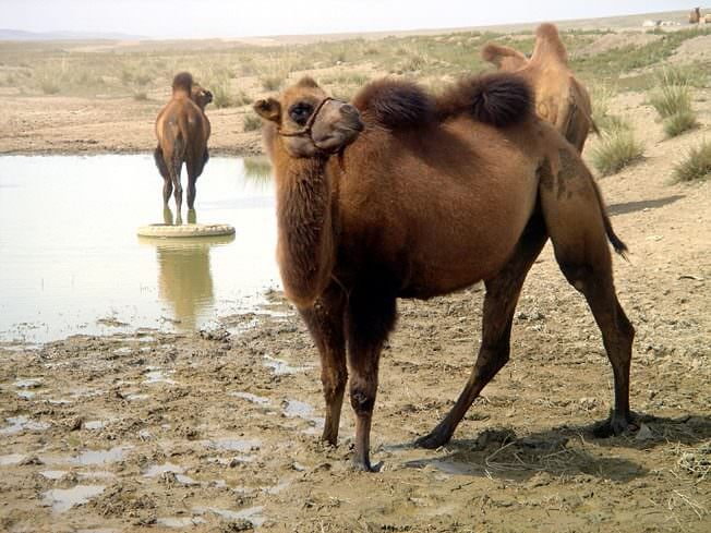 chameau en mongolie
