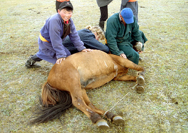soins d'un cheval mongol