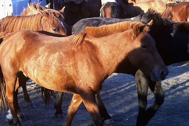 chevaux mongols relaches