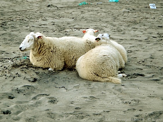 Lofoten moutons sur la plage de la baleine