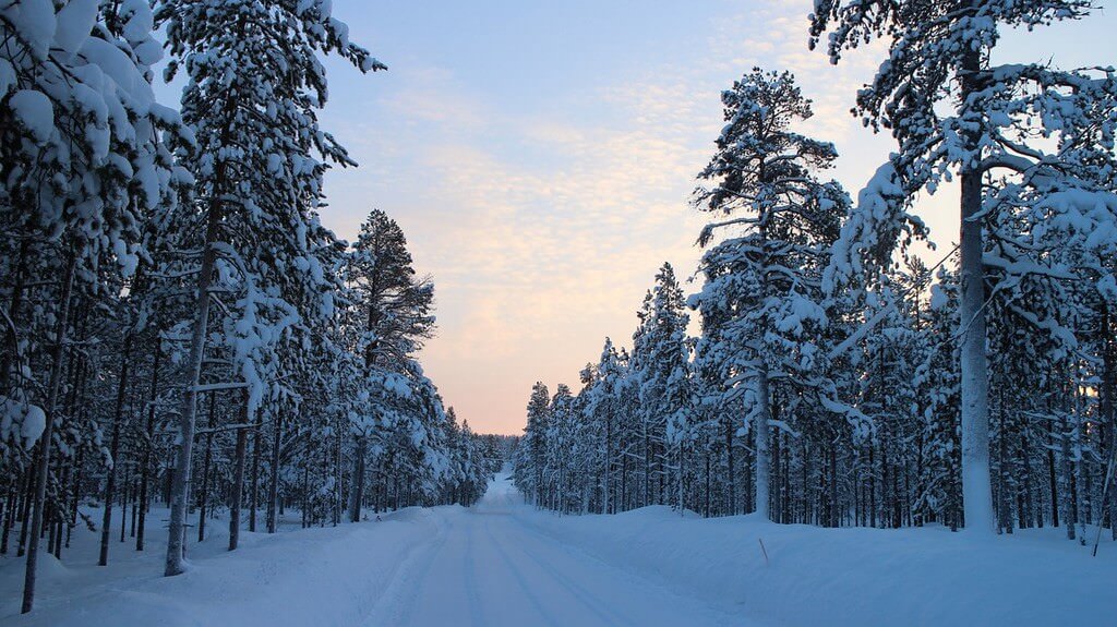 Forêt enneigée en Laponie finlandaise