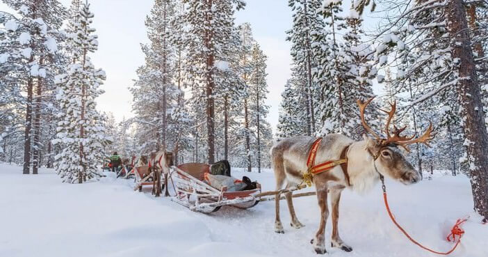 Rovaniemi traineau avec ses rennes en Laponie