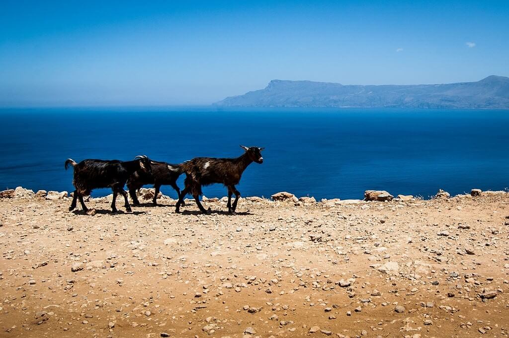 Chèvres gambadant sur les hauteurs au bord de la mer en Crète