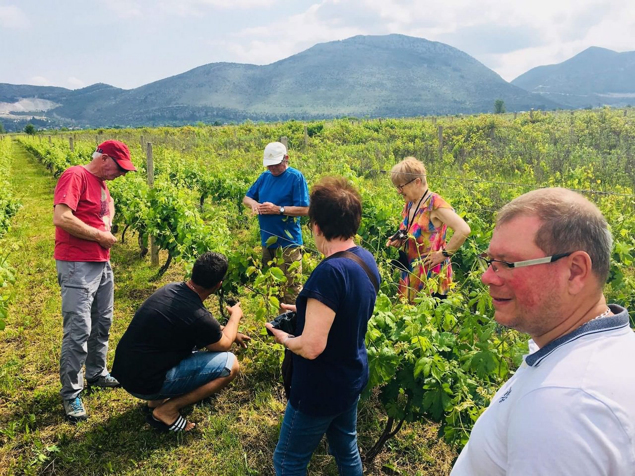 découverte des vignobles près de Stasevica en Dalmatie