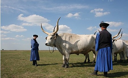 puszta boeufs et gardiens de la grande plaine en hongrie puszta boeufs et gardiens de la grande plaine en hongrie