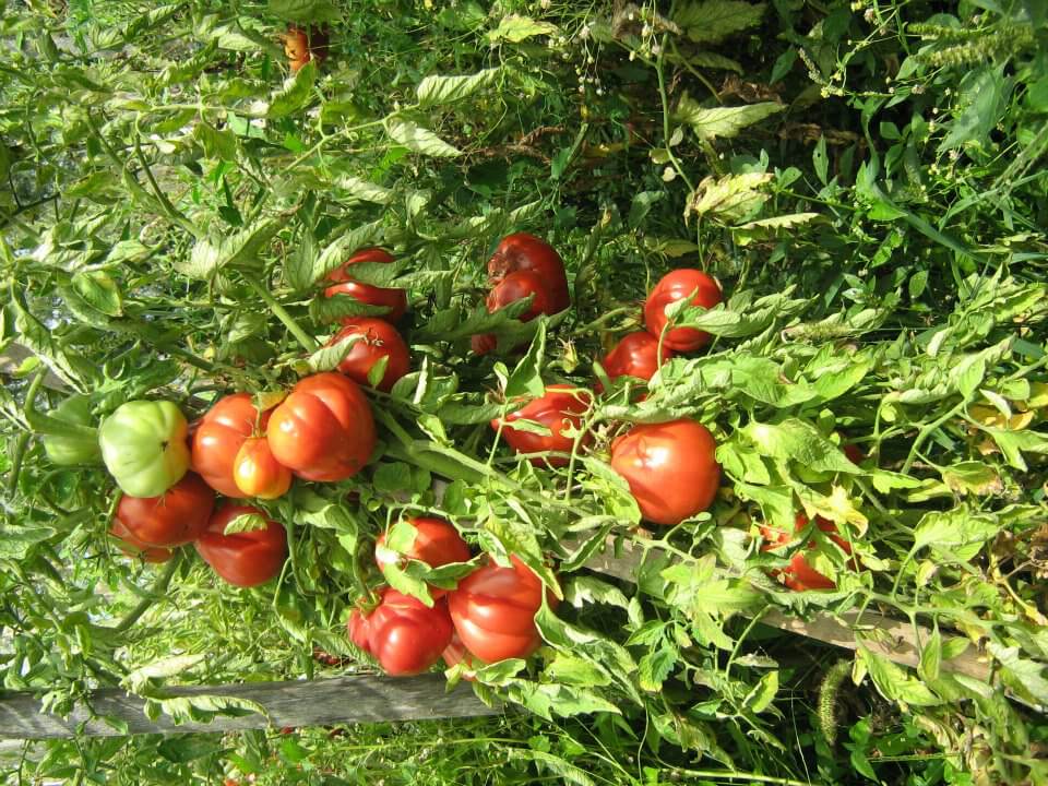 Tomates en Croatie à l'agrotourisme Lackovic à Bilje