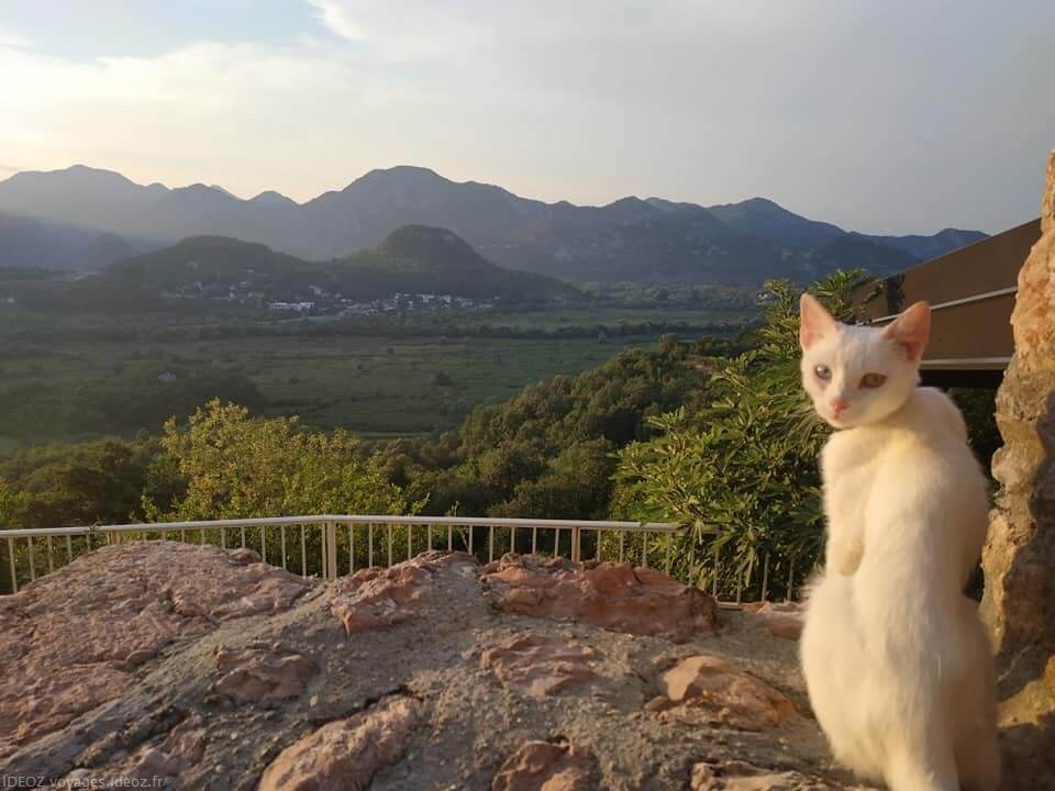 chat au Montenegro et montagnes près du lac Skadar