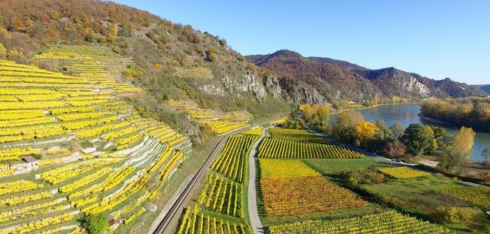 vignes de la haute vallée du rhin en Allemagne