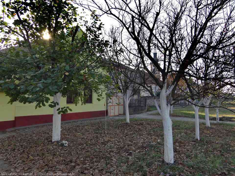 arbres dans la rue de Krcedin en Voïvodine